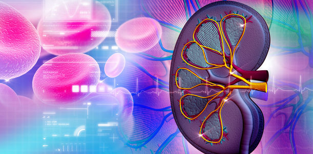 Bild zu CEDA/FID - Peripheral sensory and cardiovascular autonomic dysfunction in kidney transplant patients