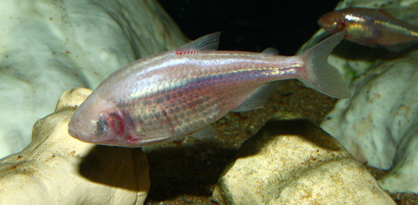 Bild zu Insulinresistenz - Diabetesforschung am Höhlenfisch