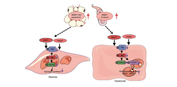 Bild zu Bauchfett: - Eiweißmolekül begünstigt Insulinresistenz und Entzündungen 