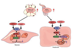 Bild zu Bauchfett: - Eiweißmolekül be­günstigt Insulin­resistenz und Entzündungen 