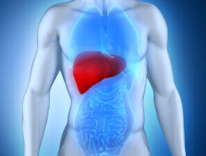 Bild zu Aufklärung - Infoportal zur Volkskrankheit Fettleber geht online