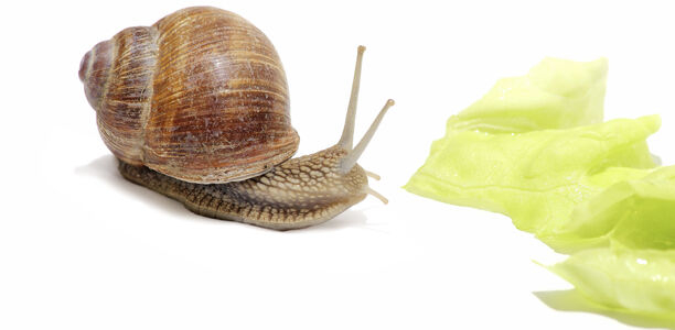 Bild zu Typ-1-Diabetes - Immer schön langsam