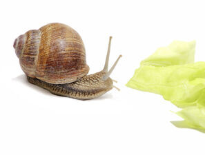 Bild zu Typ-1-Diabetes - Immer schön langsam