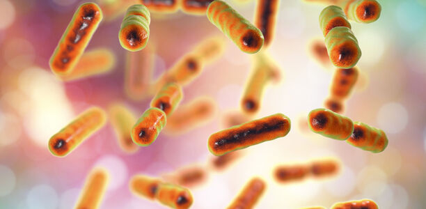 Bild zu Darmbakterien - Diabetes und Mikrobiom