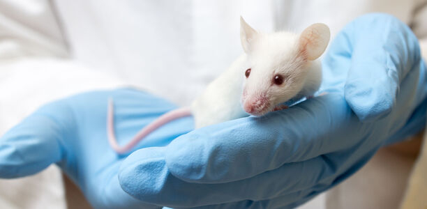 Bild zu Forschung - Weniger Diabetes trotz fettreicher Ernährung