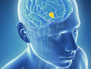Bild zu Forschung - Adipositas & Bluthochdruck: neue Mechanismen entdeckt