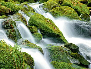 Bild zu Typ-1-Diabetes - Konsenspapier: Aus einer Quelle