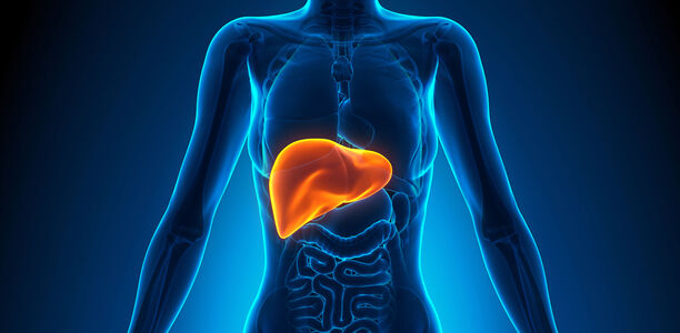 Bild zu Schwerpunkt „Gastrointestinaltrakt“ - Bessere Versorgung bei Lebererkrankungen 