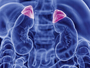 Bild zu Nebennierentumore - Kortisolausschüttung beeinflusst Sterblichkeit