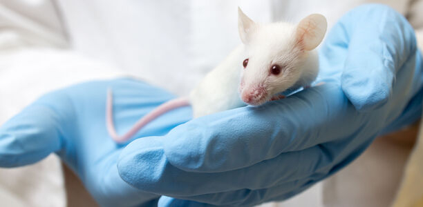 Bild zu Forschung - Leberzellen in der Identitätskrise könnten Diabetikern helfen