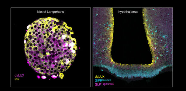 Bild zu GLP-1 und GIP-RA - Medikamente: Mit fluores­zierenden Markern auf Spurensuche nach Wirkmechanismen