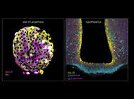 Bild zu GLP-1 und GIP-RA - Wirkmechanismen: Mit fluoreszierenden Markern auf Spurensuche